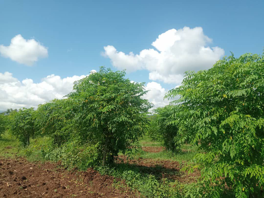 photo_2024-11-21_11-58-22 (2)